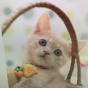 Meet your Posher, Gilberto